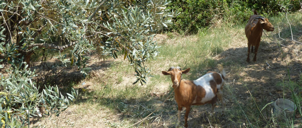 Skopelos goats & olive tree